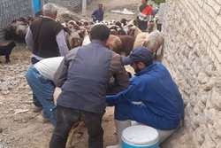 واکسیناسیون رایگان 5 هزار رأس دام سبک و سنگین در مناطق صعب العیور منطقه کپگان شهرستان درگز علیه بیماری تب برفکی